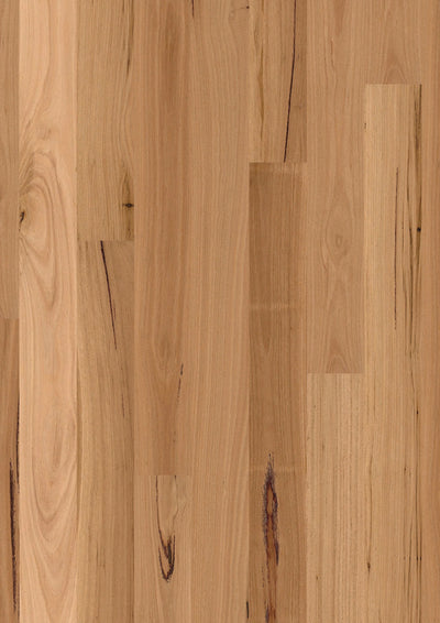 Premium Floors Sidura 1-Strip Australian Native Engineered Timber Flooring 13–14mm Blackbutt Gloss Swatch