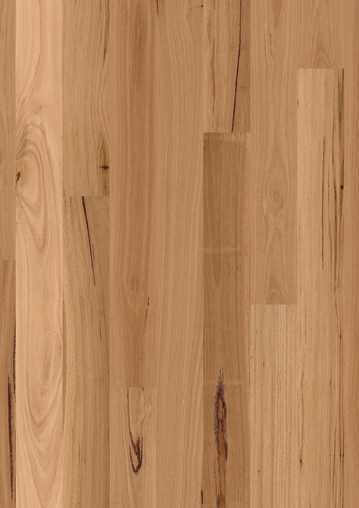 Premium Floors Sidura 1-Strip Australian Native Engineered Timber Flooring 13–14mm Blackbutt Gloss Swatch