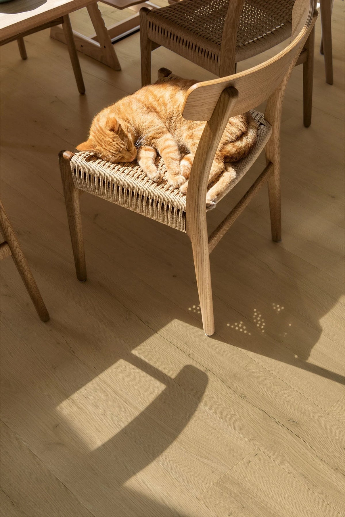 Quick-Step Bloom Hybrid Flooring 6mm Brushed Oak Beige Setting